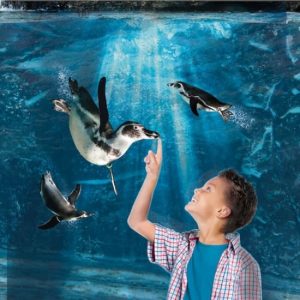 Acquario di Cattolica: Biglietto Fast Track at Acquario di Cattolica, Rimini, Italy ENHY.com Special Offers, Deals & Discounts in Italy