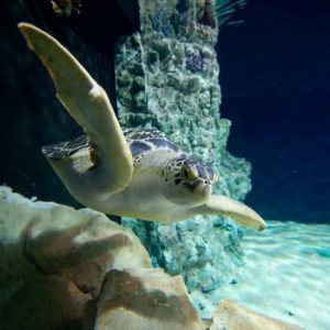 Acquario di Livorno at Acquario di Livorno, Florence, Italy ENHY.com Special Offers, Deals & Discounts in Italy