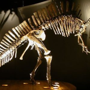 Museo di Storia Naturale di Venezia at Museo di Storia Naturale Giancarlo Ligabue, Venice, Italy ENHY.com Special Offers, Deals & Discounts in Italy